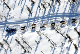 Psie zaprzęgi to drogie hobby. Najtańsze sanki kosztują 3 tys. zł, naprawdę dobre ok. 2 tys. euro…