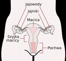 Schemat żeńskiego układu płciowego