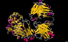 Cząsteczka Rytuksymabu. Rytuksymab jest podstawą leku o nazwie MabThera stosowanego w leczeniu chłonniaków, białaczki i chorób reumatycznych.