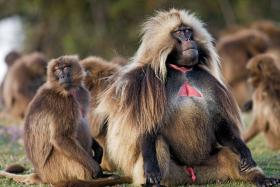 U dżelad brunatnych samiec wyraźnie wyróżnia się atrakcyjnością.