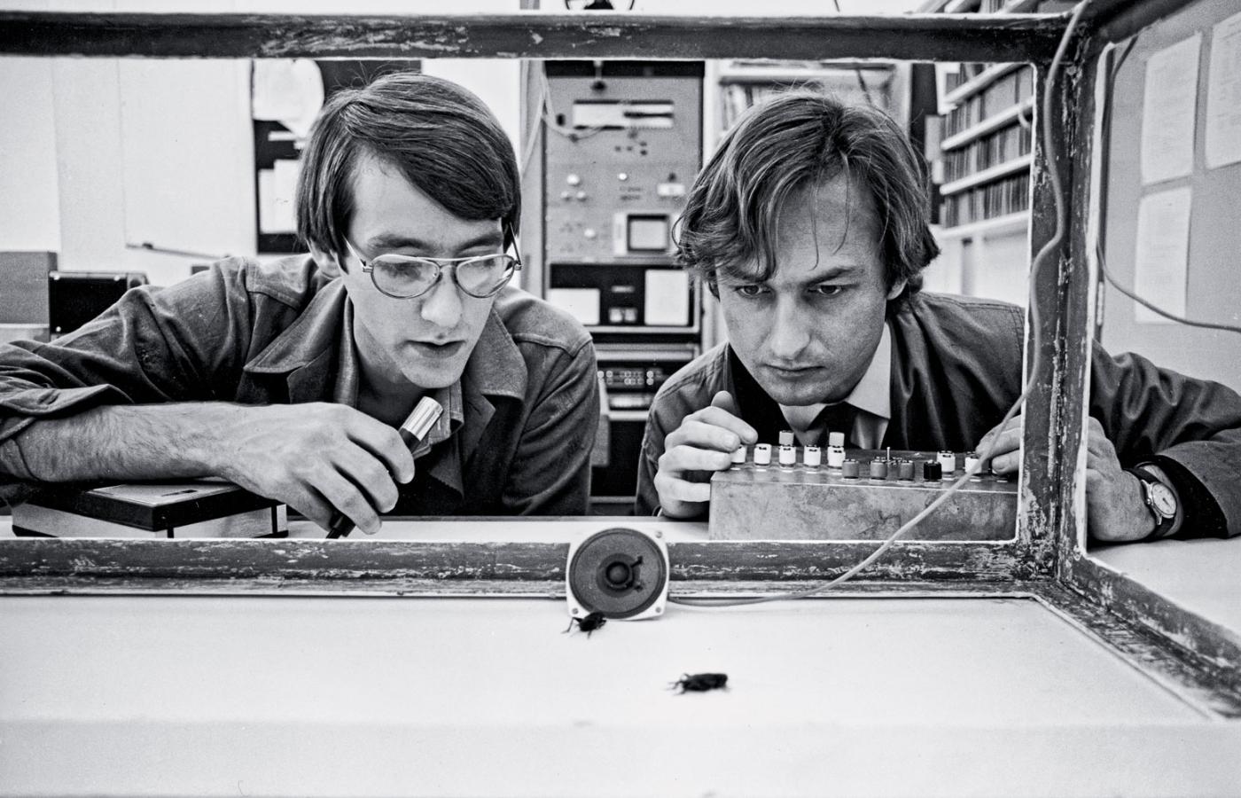Richard Dawkins (z prawej) z Tedem Birkiem podczas badania nad zachowaniem świerszczy, Oksford, 1976 r.