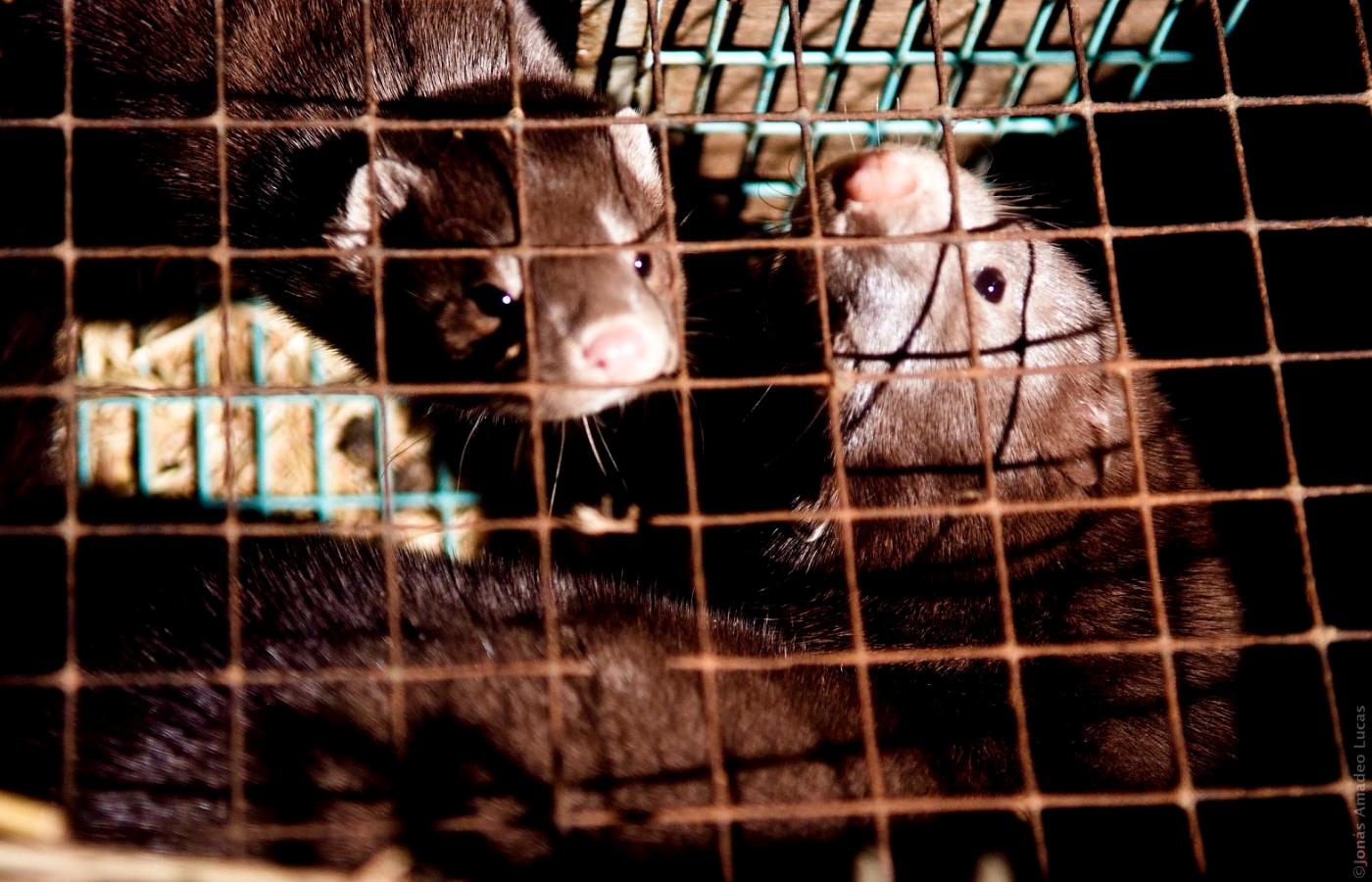 Czy w Polsce możliwe jest wprowadzenie zakazu hodowli zwierząt futerkowych?