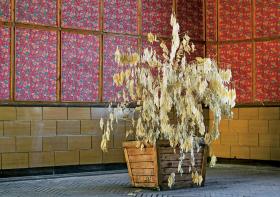 W stołówce straszą martwe rośliny.