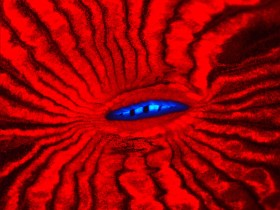 Lobophylia hemprichi zwana też Brain Coral  to koralowiec, zawierajacy fluorescencyjne proteiny bardzo przydatne w nauce. Uczeni wykorzystują je jako markery w mikroskopii wysokiej rozdzielczości w badaniach biologicznych. Okolica otworu gębowego.