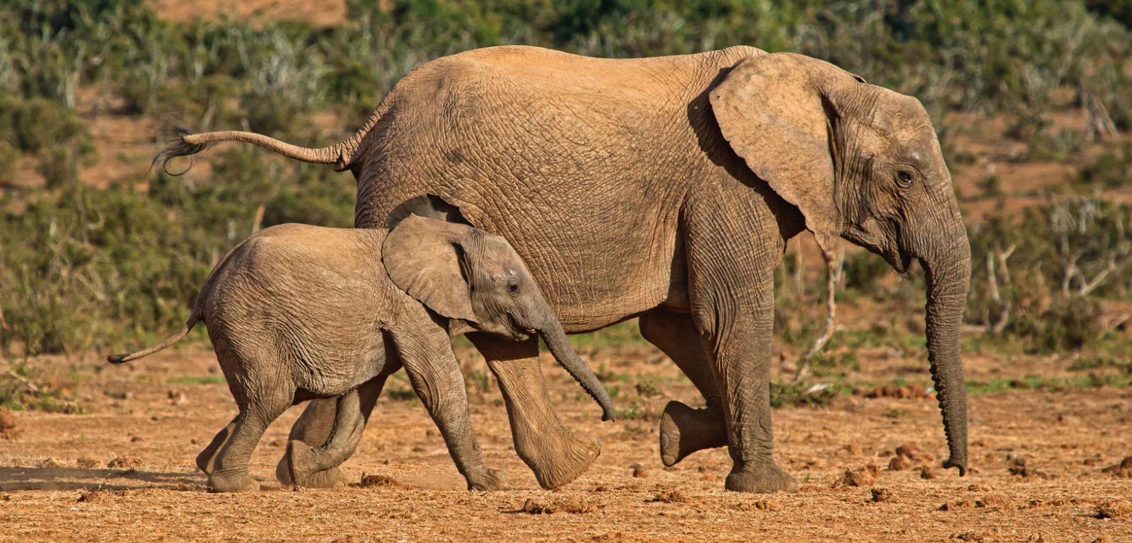Samica słonia afrykańskiego w towarzystwie dziecka w Parku Narodowym Addo Elephant w RPA.