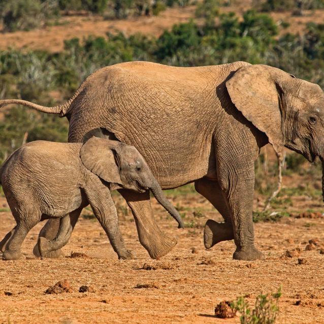 Samica słonia afrykańskiego w towarzystwie dziecka w Parku Narodowym Addo Elephant w RPA.