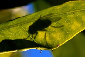 Cień muchy na prześwitującym liściu.