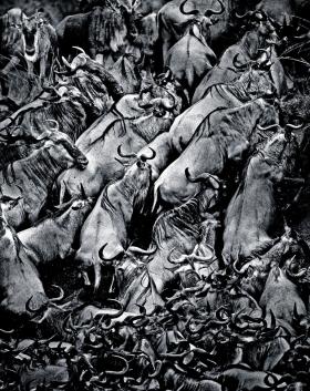 Zwierzęce migracje (Tomasz Gudzowaty)