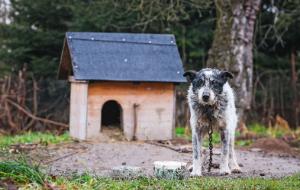Zawetowanie „ustawy łańcuchowej” wywołało burzę wśród obrońców zwierząt.