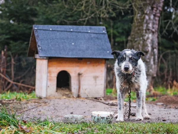 Zawetowanie „ustawy łańcuchowej” wywołało burzę wśród obrońców zwierząt.