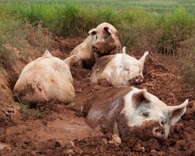 Rosja mówi tak: uznajcie Polskę, Litwę, Łotwę i Estonię za kraje, gdzie panuje afrykański pomór świń.
