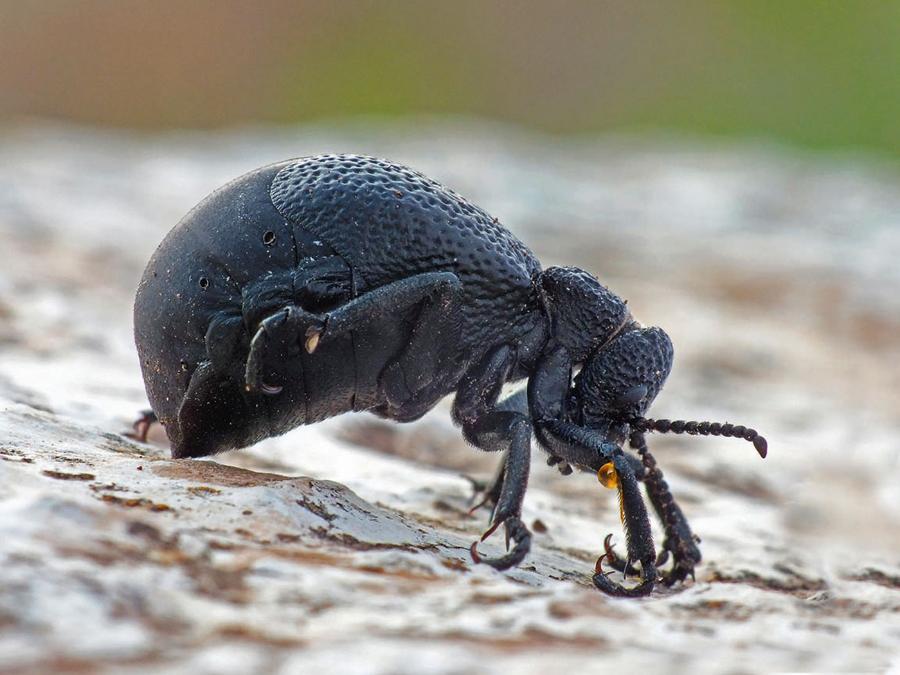 Oleica z gatunku Meloe tuccius wydziela w trakcie tanatozy ze stawów odnóży oleistą ciecz o właściwościach drażniących skórę i śluzówkę potencjalnego prześladowcy.