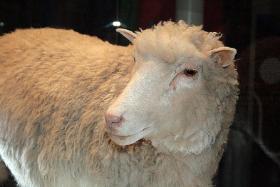 Najbardziej znane sklonowane zwierzę, czyli owca Dolly; tu jako eksponat w Royal Museum of Scotland.
