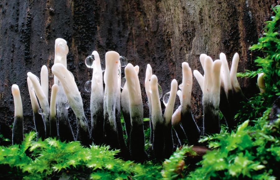 Próchnilec gałęzisty (rodzaj Xylaria) to niewielki grzyb z gromady Ascomycota. Taki pokrój mogły mieć wymarłe olbrzymie grzyby Prototaxites.