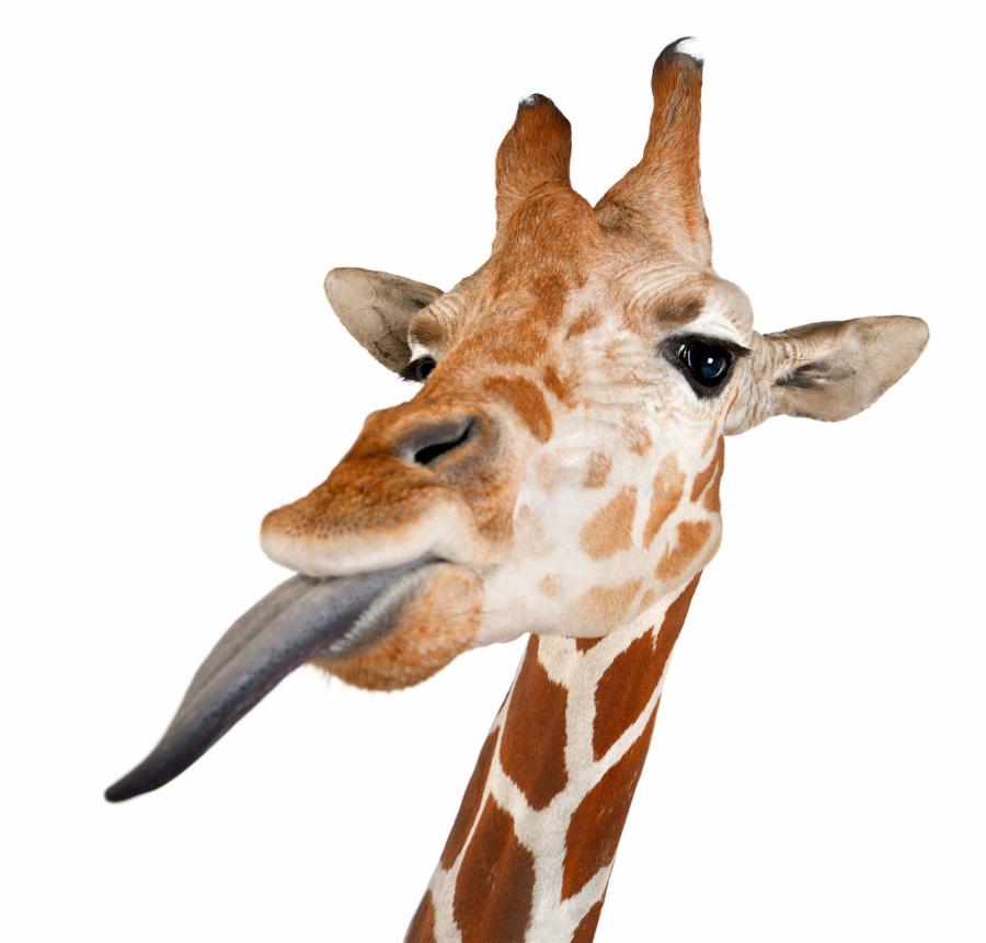 Niebieski język żyrafy jest odporny na oparzenia słoneczne.