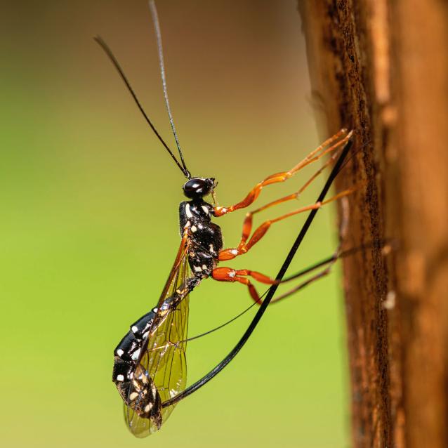 Gąsieniczniki z podrodziny zgłębców potrafią wprowadzić jajo do larwy drewnojada przebywającej głęboko w drewnie.