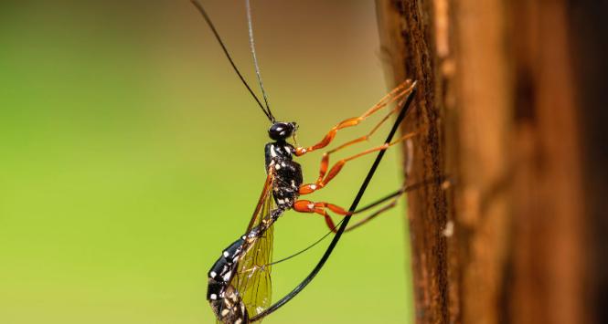 Gąsieniczniki z podrodziny zgłębców potrafią wprowadzić jajo do larwy drewnojada przebywającej głęboko w drewnie.