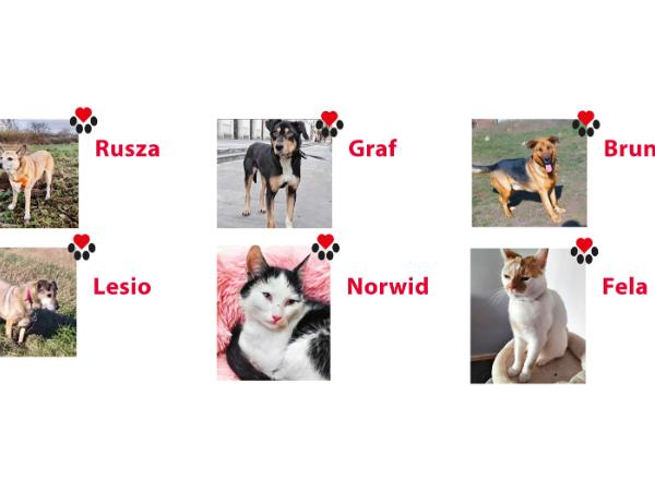 Rusza, Graf, Bruno, Lesio, Norwid i Fela.