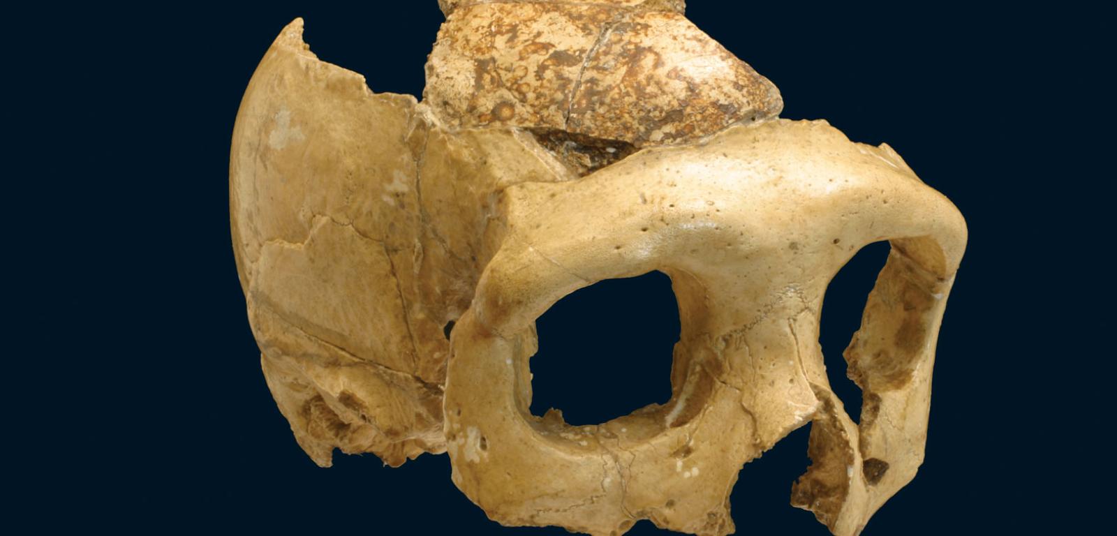 Na czaszce neandertalczyka z Krapiny widoczne są równoległe nacięcia, związane zapewne z jakimś rytuałem.