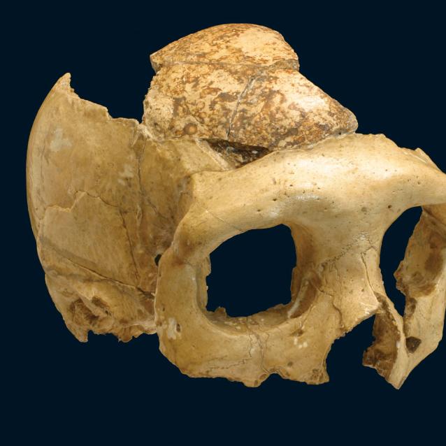 Na czaszce neandertalczyka z Krapiny widoczne są równoległe nacięcia, związane zapewne z jakimś rytuałem.
