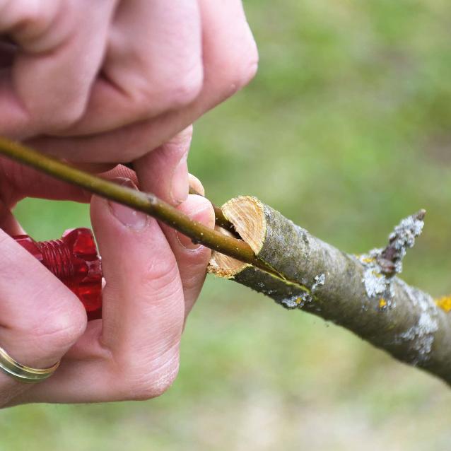 Szczepienie w szparę (podkładka jest grubsza niż zraz). Zabieg należy wykonać precyzyjnie, ostrym nożem i z zachowaniem higieny.