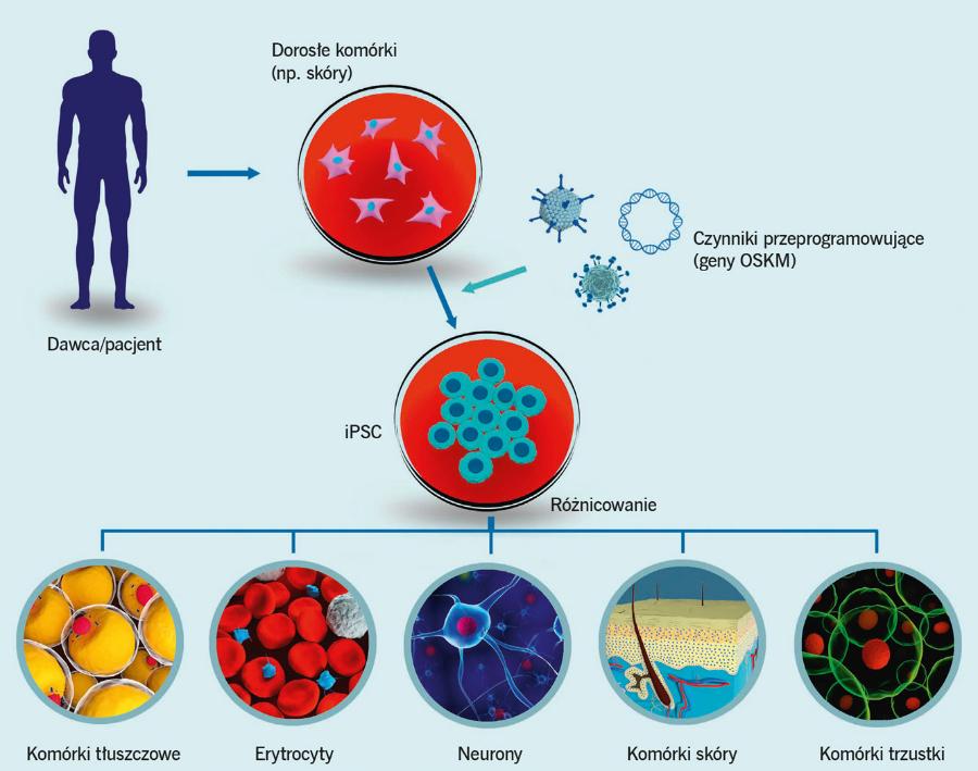 Komórki dojrzałego organizmu można przeprogramować do indukowanych pluripotencjalnych komórek macierzystych (iPSC).