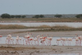 Etosha Pan czyli 'Jezioro miraży' w Namibii. To rozległa depresja słonego jeziora, w porze suchej pokrywająca się skorupami solnymi. Flamingi uwielbiają takie miejsca i są tu częstymi gośćmi, podobnie jak na tzw. salarach (solniskach) Atacamy w Chile.