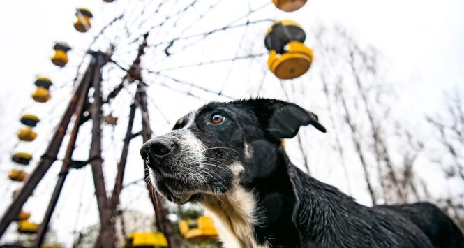 Z artykułu w „Current Biology” wynika, że genomy populacji z czarnobylskiej strefy wykluczenia istotnie różnią się od tych, które nie zostały odcięte od świata.