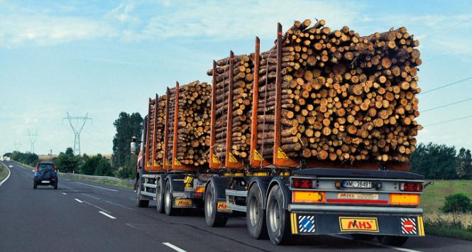 Prawie 90 proc. przychodów Lasów Państwowych w 2022 r. stanowiły przychody ze sprzedaży drewna.