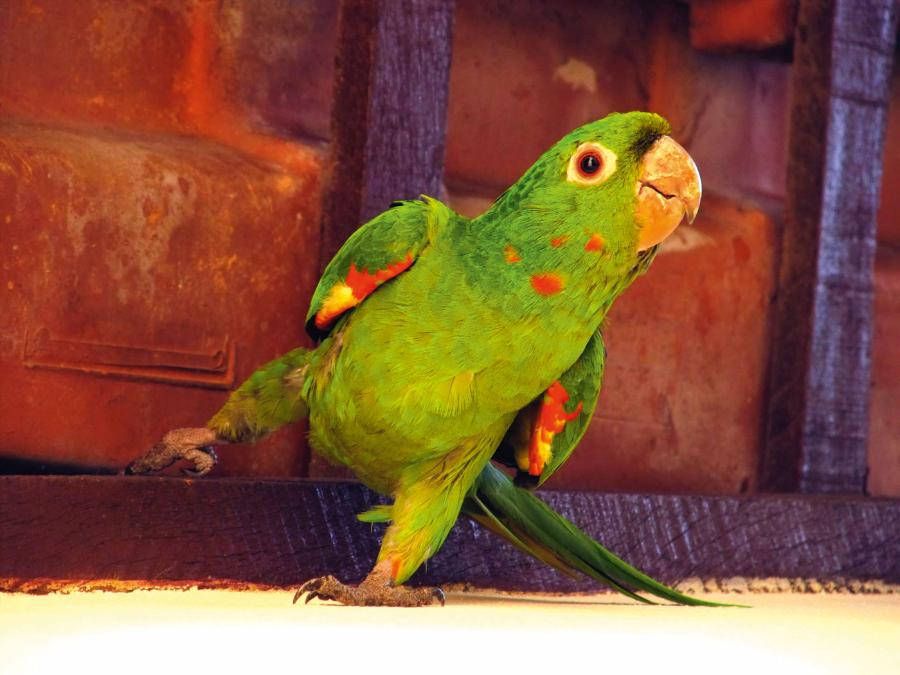 Papugi ­potrafią kiwać się do ­rytmu muzyki.