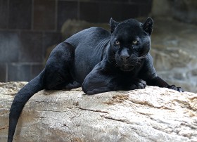 Jaguar (Ameryka Południowa). Najsilniejszy z kotów, ma też najmocniejszy uścisk szczęk wśród zwierząt lądowych. Pływa, skacze po drzewach i zabija. Prawdziwy terminator. Objęty przez IUCN kategorią średniego ryzyka ze względu na uszczuplenie habitatu.