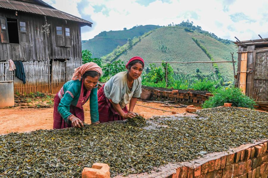 Suszenie liści herbacianych z upraw na okolicznych wzgórzach (Mjanma).