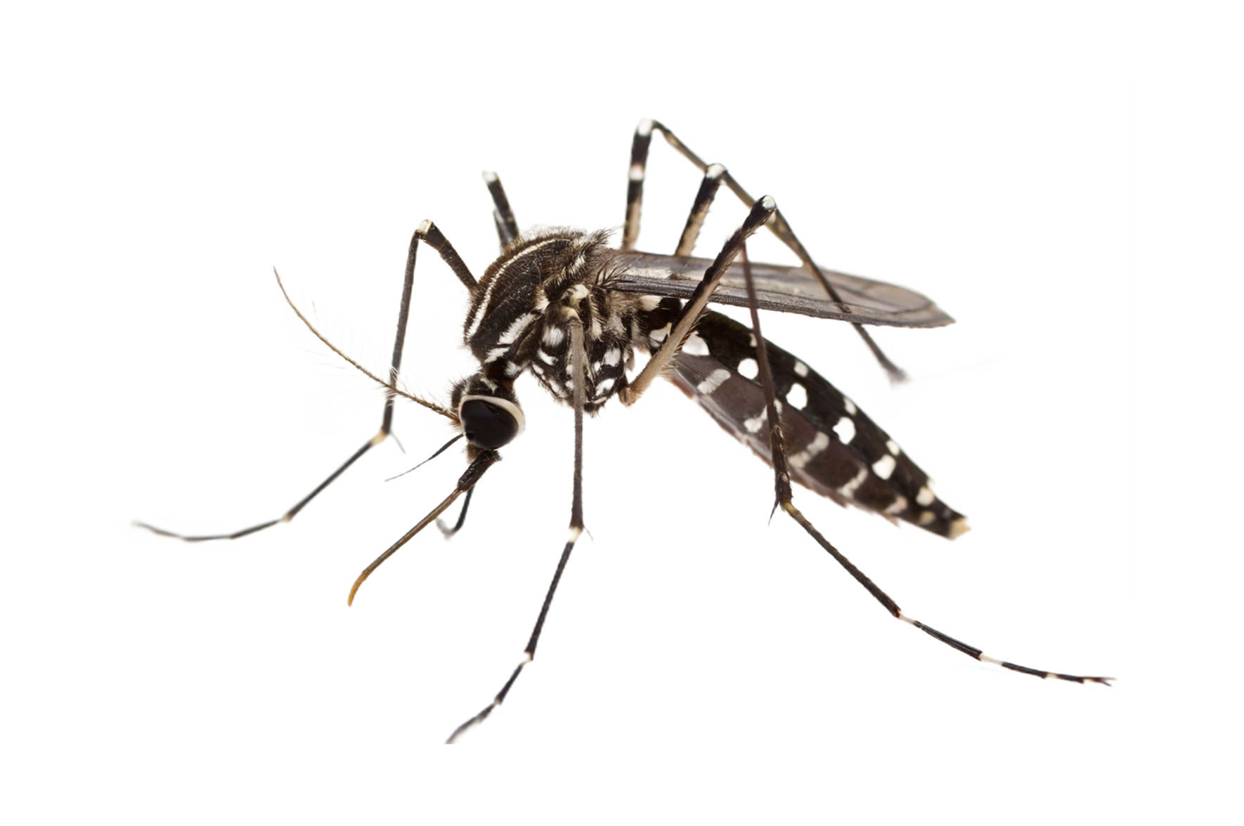 Afryka walczy z ebolą. Europa powinna zacząć się przygotowywać na chikungunyę