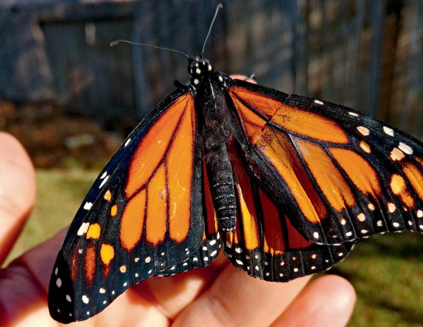 Motyl po transplantacji skrzydła