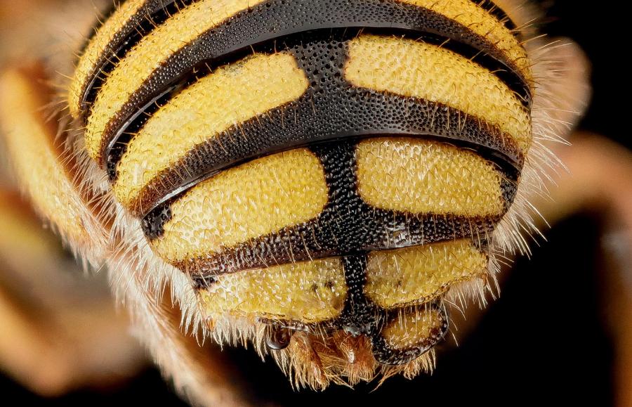 Gynandromorficzna makatka tarczkozębna. Prawie cała pszczoła jest samicą, z wyjątkiem ostatniego segmentu odwłoka – widoczne męskie narządy rozrodcze.
