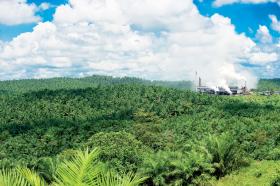 W Afryce wycina się puszczę, żeby sadzić palmy olejowe, by Europejczycy mogli chronić klimat jeżdżąc na olejowym paliwie i paląc w elektrowniach łupinami.
