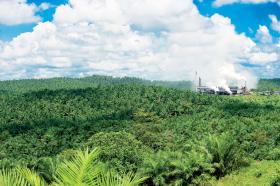 W Afryce wycina się puszczę, żeby sadzić palmy olejowe, by Europejczycy mogli chronić klimat jeżdżąc na olejowym paliwie i paląc w elektrowniach łupinami.