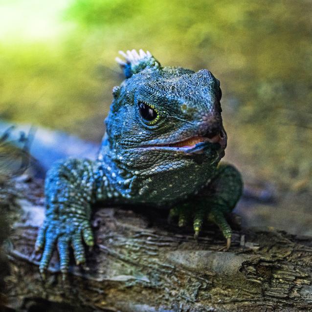 Tuatara