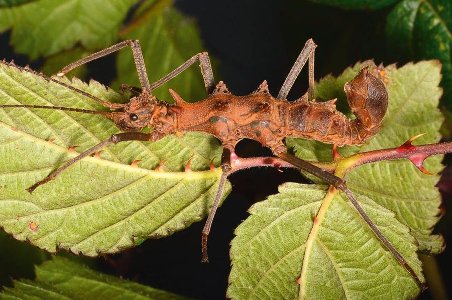 Epidares nolimetangere, gatunek straszyka z rodziny Heteropterygidae (Phasmatodea).