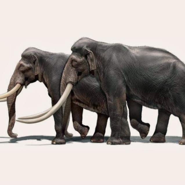 Co nauka wie o megasłoniach - Palaeoloxodon antiquus.