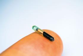 Przed wejściem w życie obowiązku chipowania i rejestracji możemy mieć masową falę porzuceń psów i kotów jeszcze niezachipowanych.