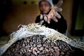 Ziarna zostają posortowane według rozmiaru, uprażone przez ok. 30 minut w 120 st. C i schłodzone.