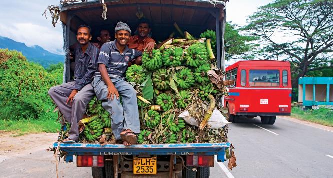 Pracownicy dużych i małych plantacji z południowej półkuli zbierają wyrośnięte, ale zielone jeszcze banany.