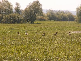 Słońsk - w głąb parku narodowego Ujście Warty prowadzi stąd tzw. ptasia ścieżka