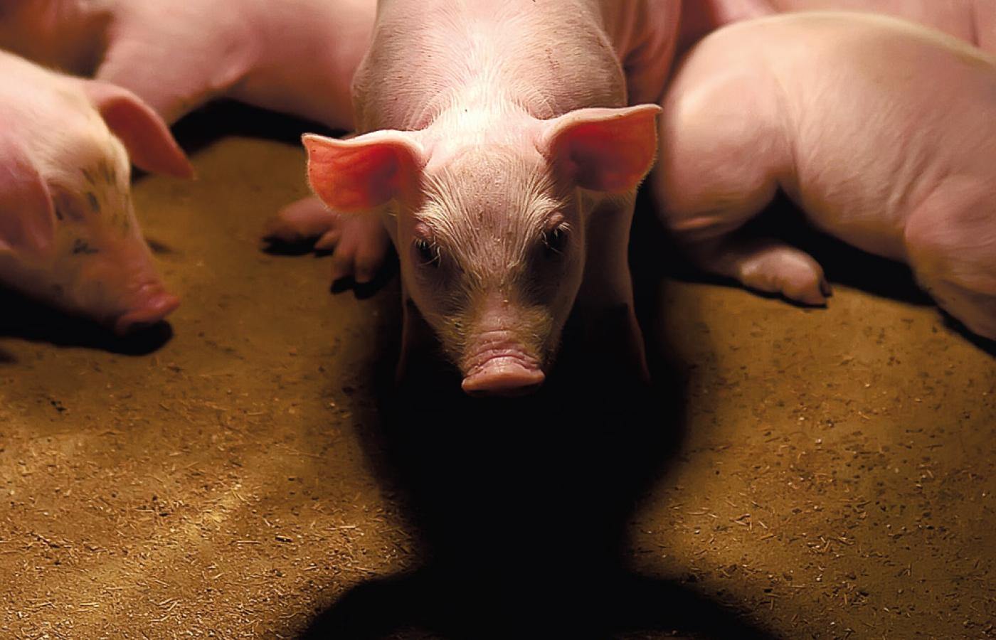 Świnie karmione mączką mięsno-kostną przybierają na wadze szybciej, zwiększając opłacalność hodowli.
