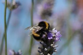 Trzmiel z gatunku Bombus terrestris. W ostatnich latach liczebność wielu gatunków trzmieli zmniejszyła się nawet o 90 proc.