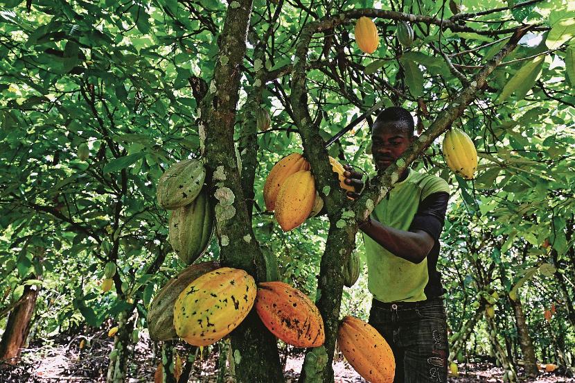 Zmorą plantatorów z Wybrzeża Kości Słoniowej jest… tajne kakao, uprawiane nielegalnie w parkach narodowych.