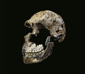 Zrekonstruowany fragment czaszki Homo naledi (odnalezionej w RPA, 2015 r.).