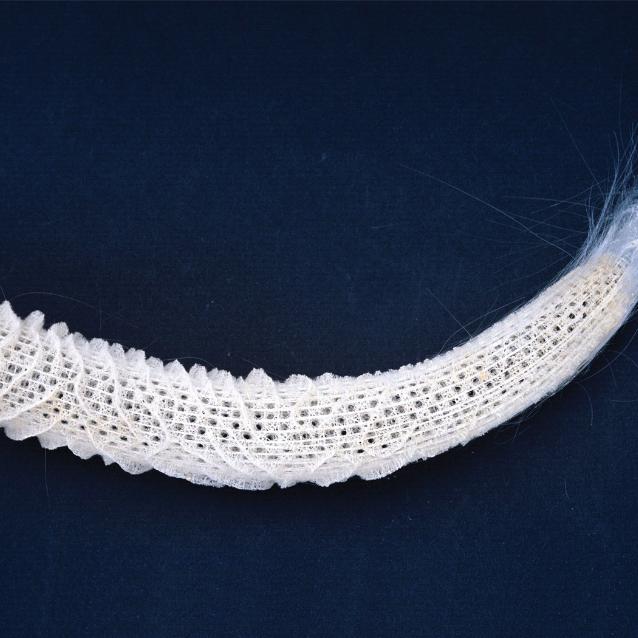 Szkielet koszyczka Wenery – gąbki Euplectella aspergillum