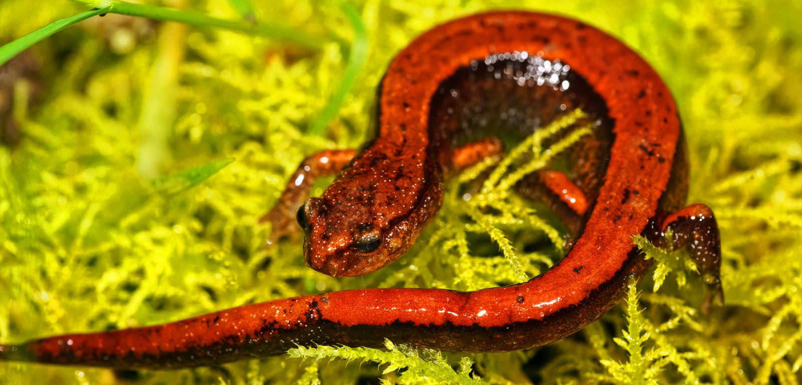 Salamandra czerwonogrzbieta (Plethodon vehiculum).